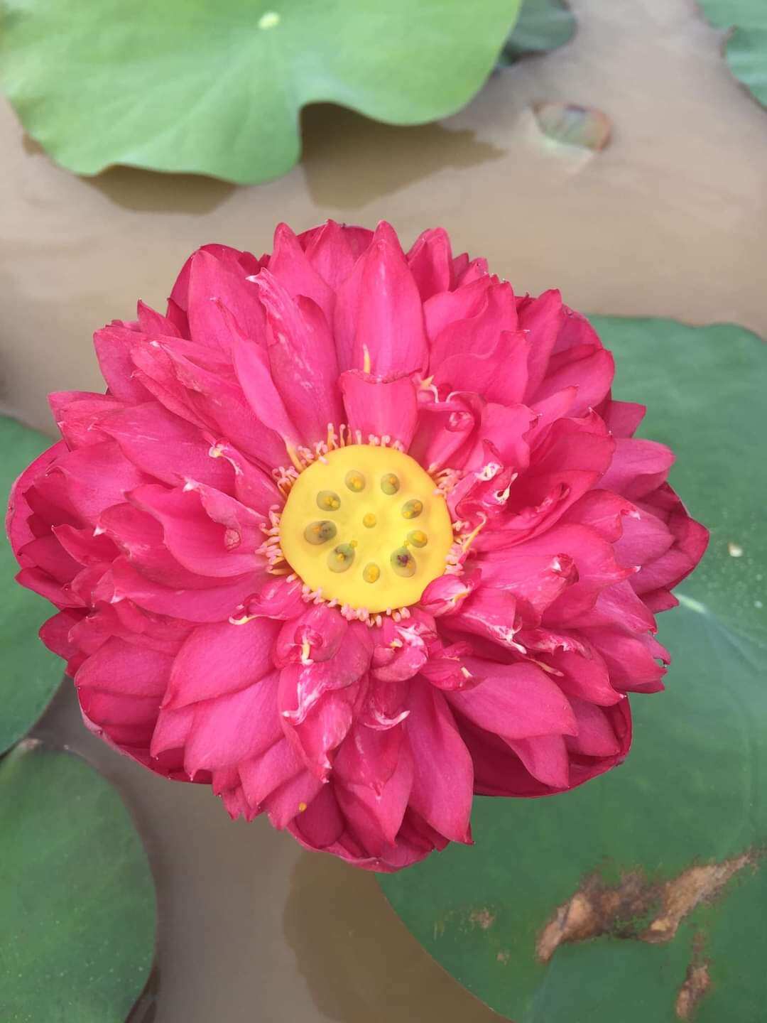 combo 3 Củ sen đủ màu