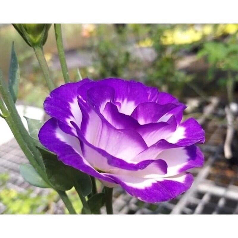 Cây hoa giống Cát Tường(tặng kèm phân bón)