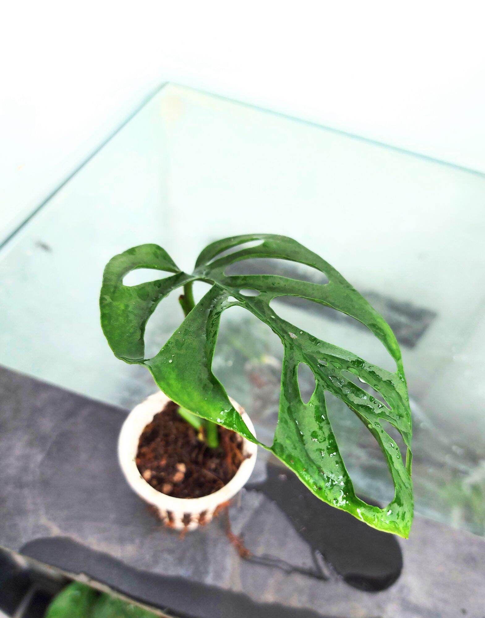 TRẦU BÀ LỖ MONSTERA ADANSONII VAR ADANSONII