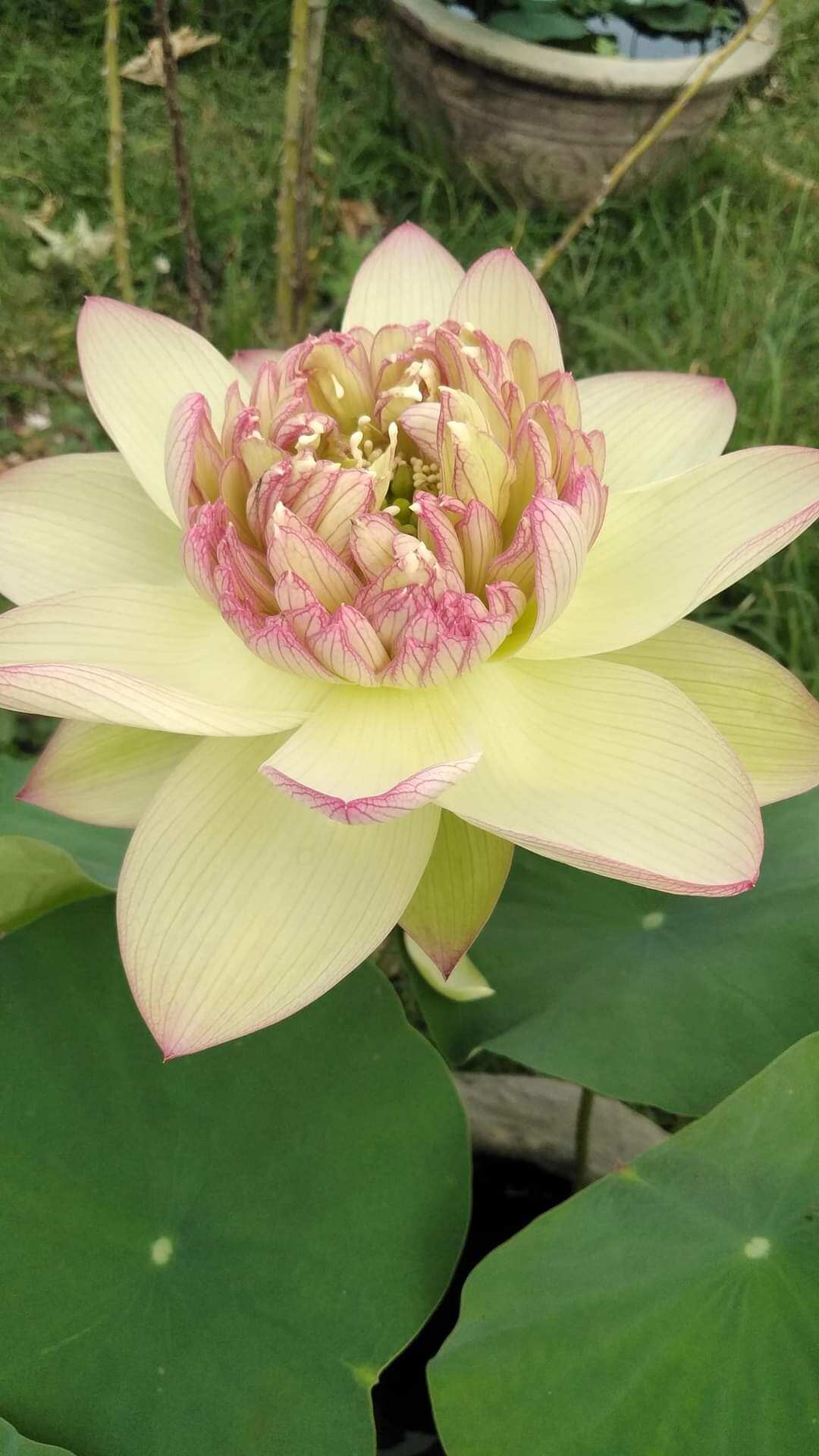 Củ Sen Giống Sen Cốm