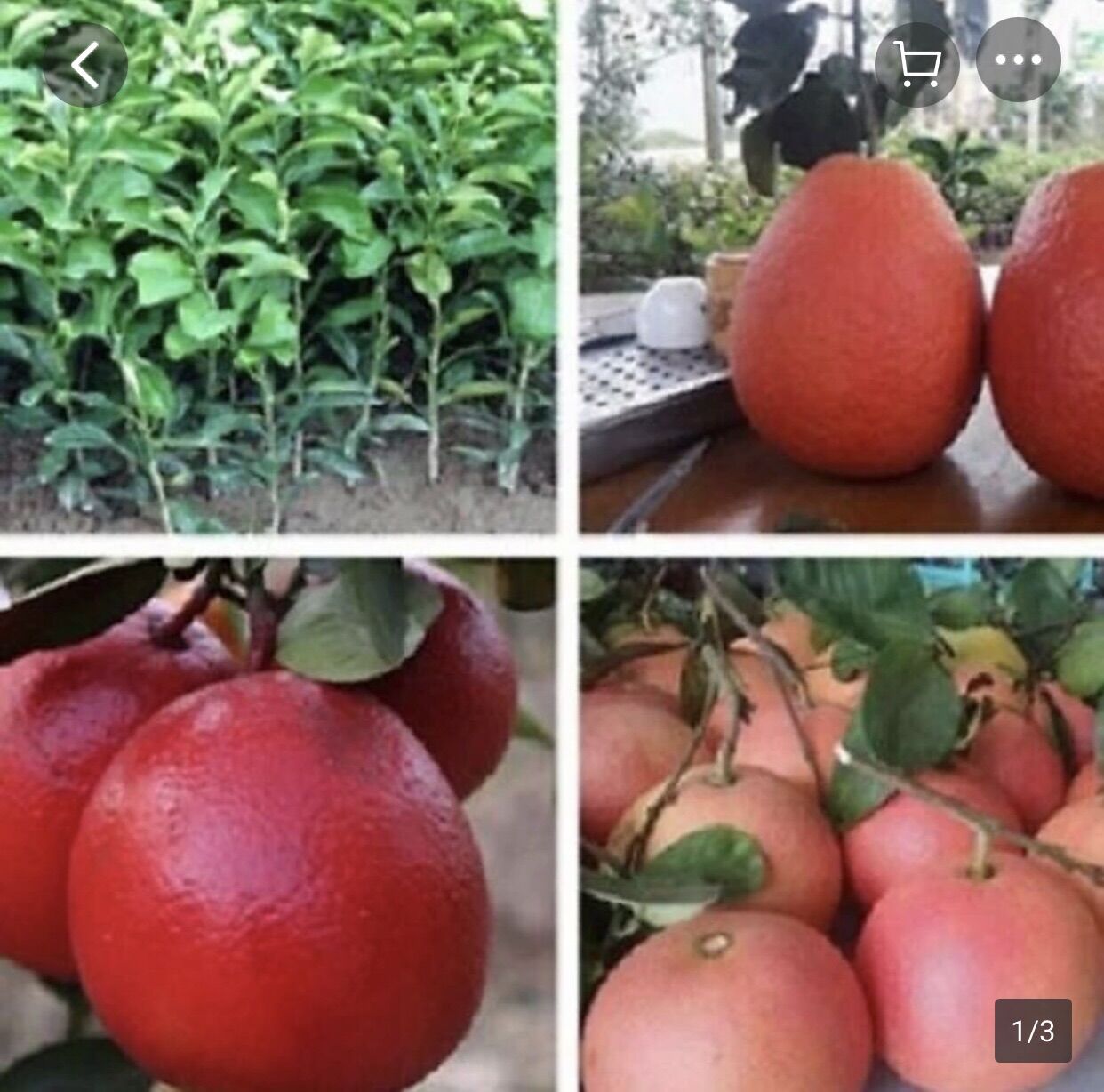 Cây giống bưởi đỏ tiến vua, bưởi vỏ đỏ, ruột đỏ chín tết. Cây giống f1
