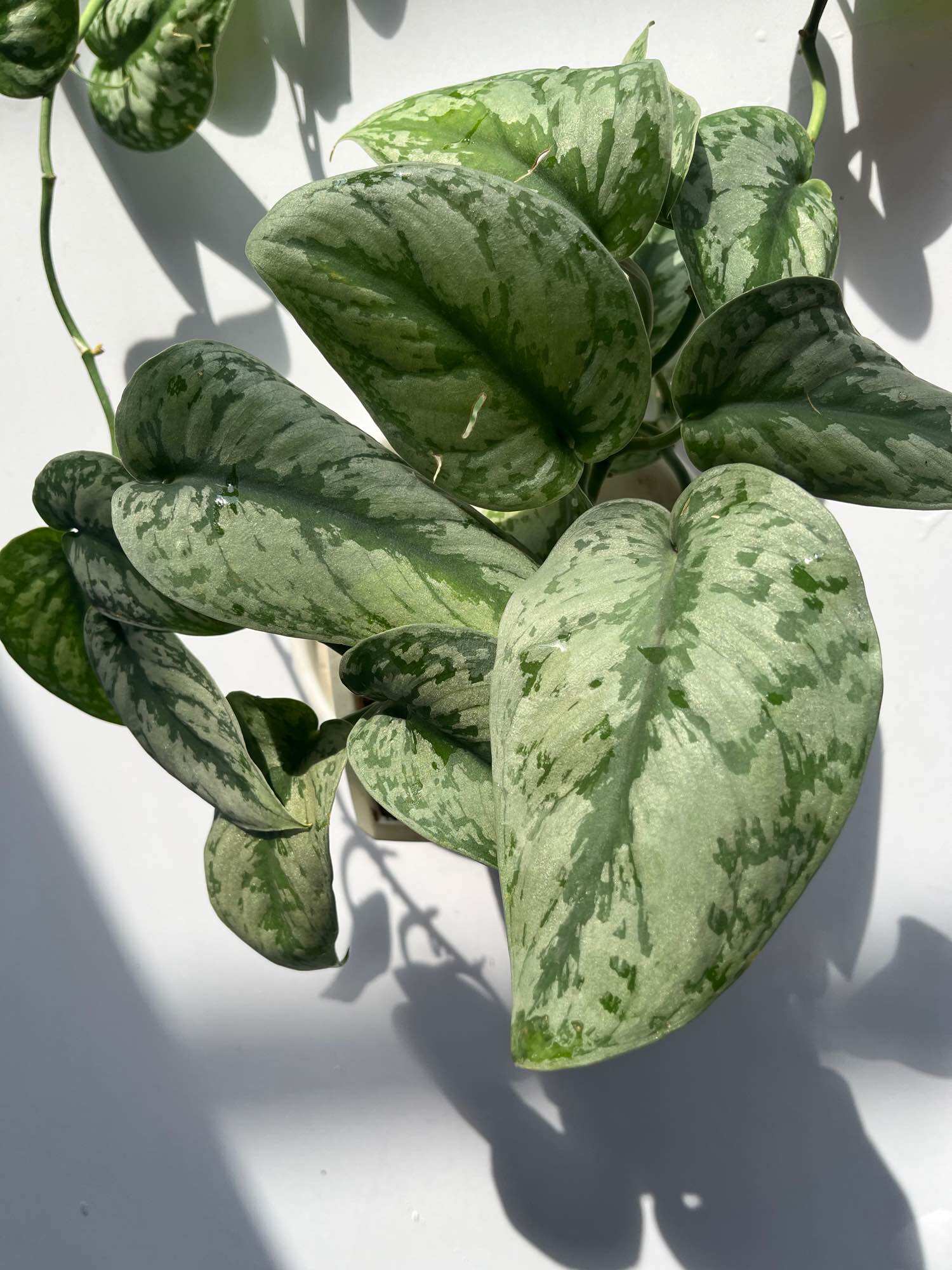 Trầu bà Lụa - (Scindapsus Pictus) - Chậu treo hoặc chậu gốm, cây dài 20-30cm