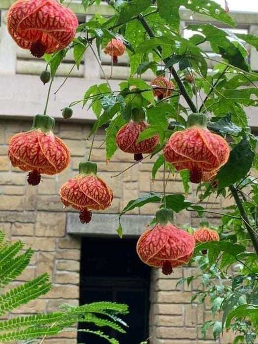 cây hoa lồng đèn mỹ cao 20-30cm