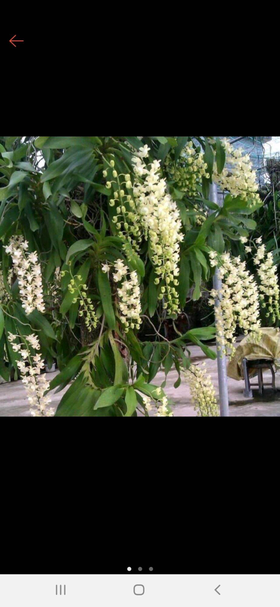 Quế trắng tháng 8