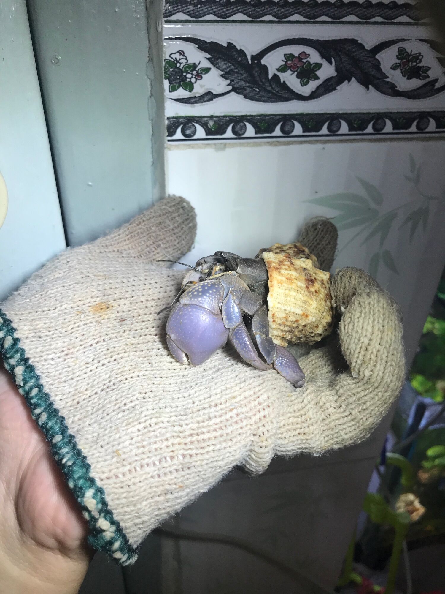 OMH dòng Brevi size S+,M (trang trí bể cá)