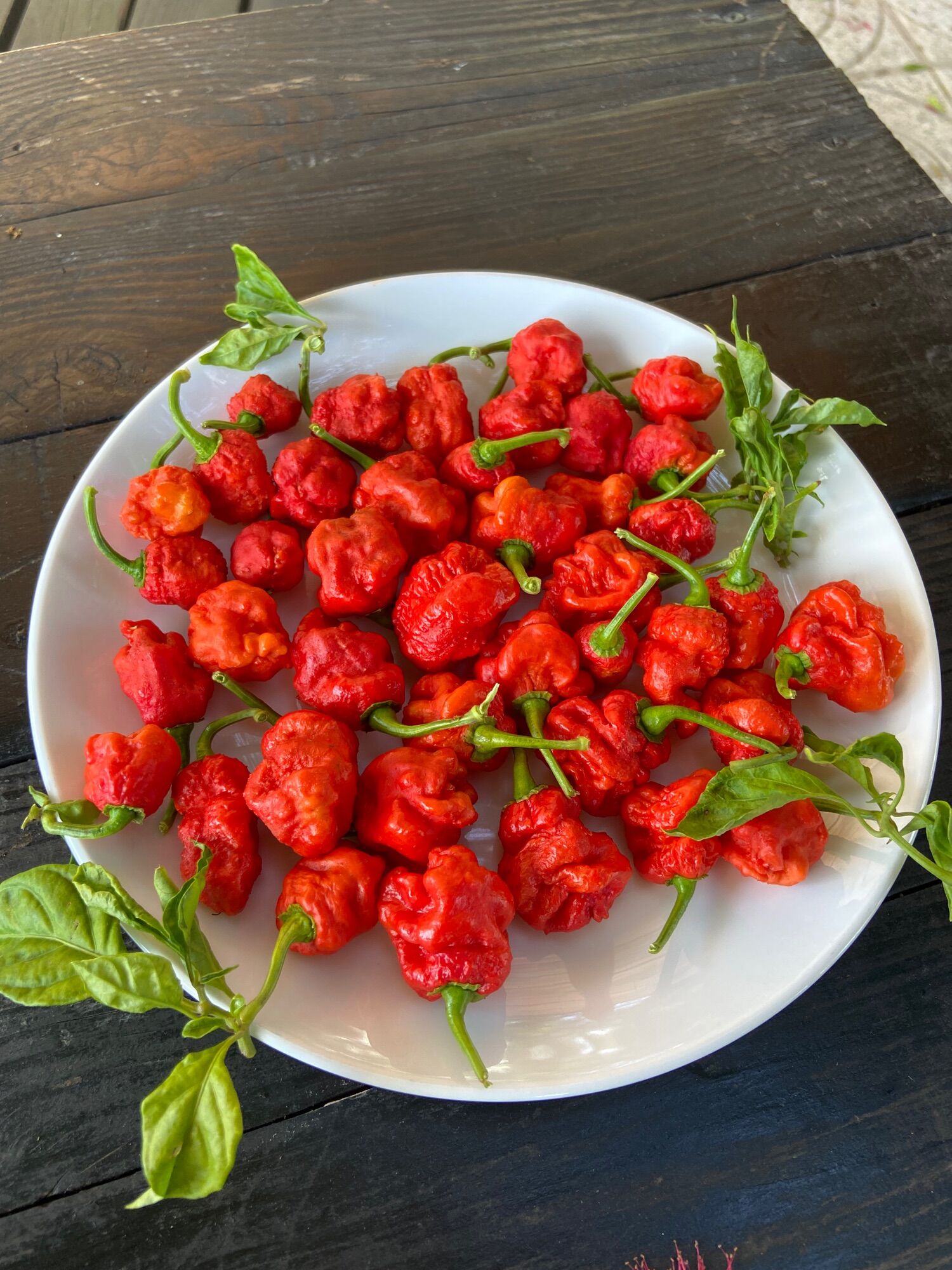 Cây Carolina reaper red, ớt cay nhất thế giới ( cây cao 20-25cm)
