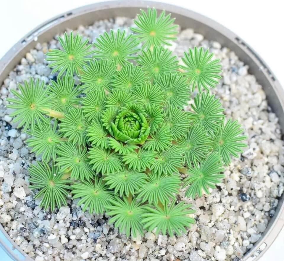 Củ oxalis cọ