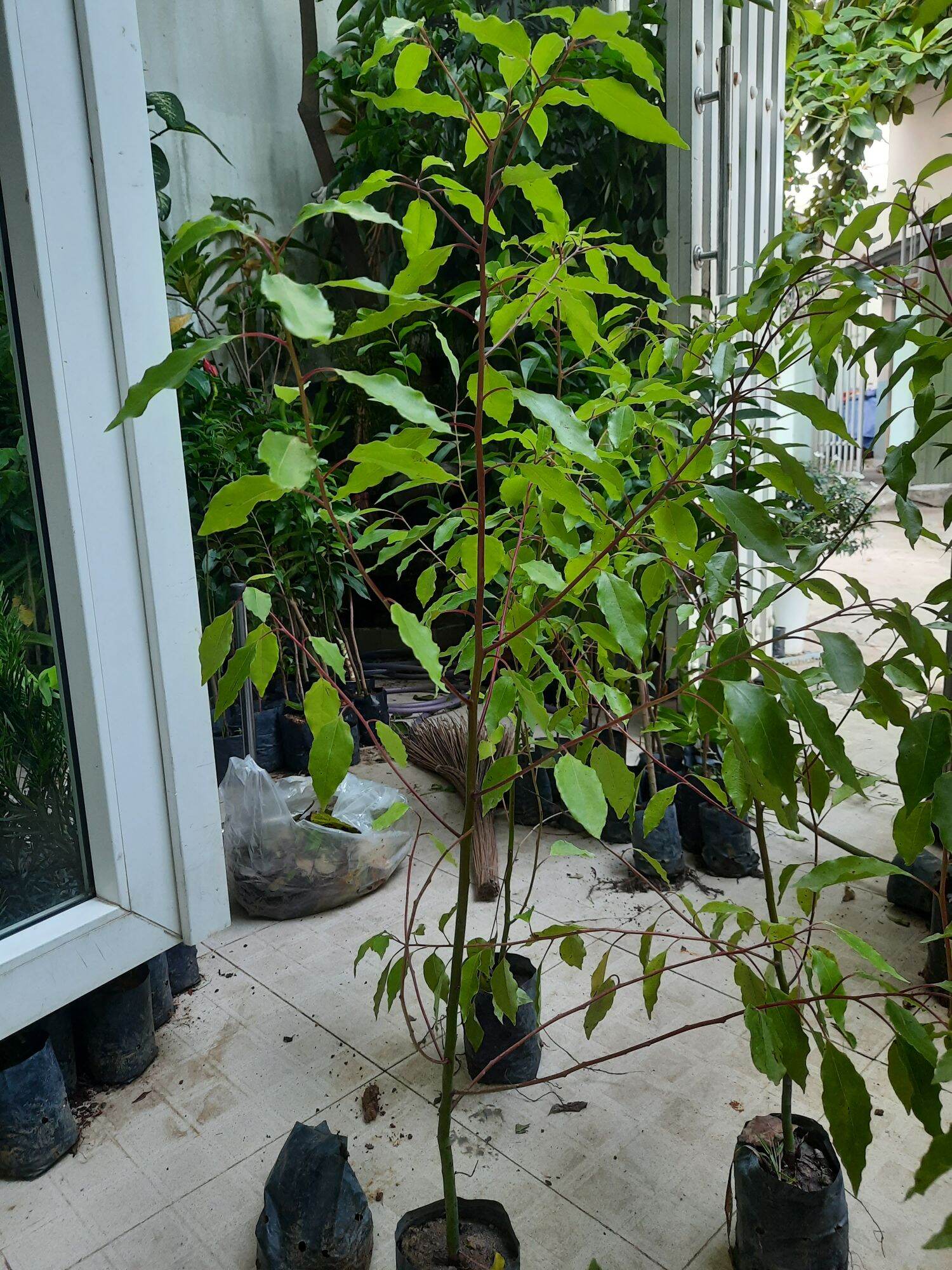 Cây long não, chiều cao 80cm