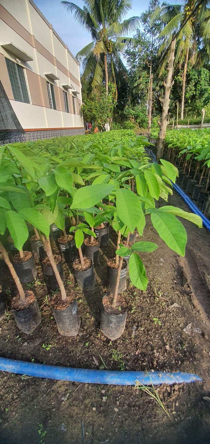 Cây giống Chôm Chôm Tiến Cường
