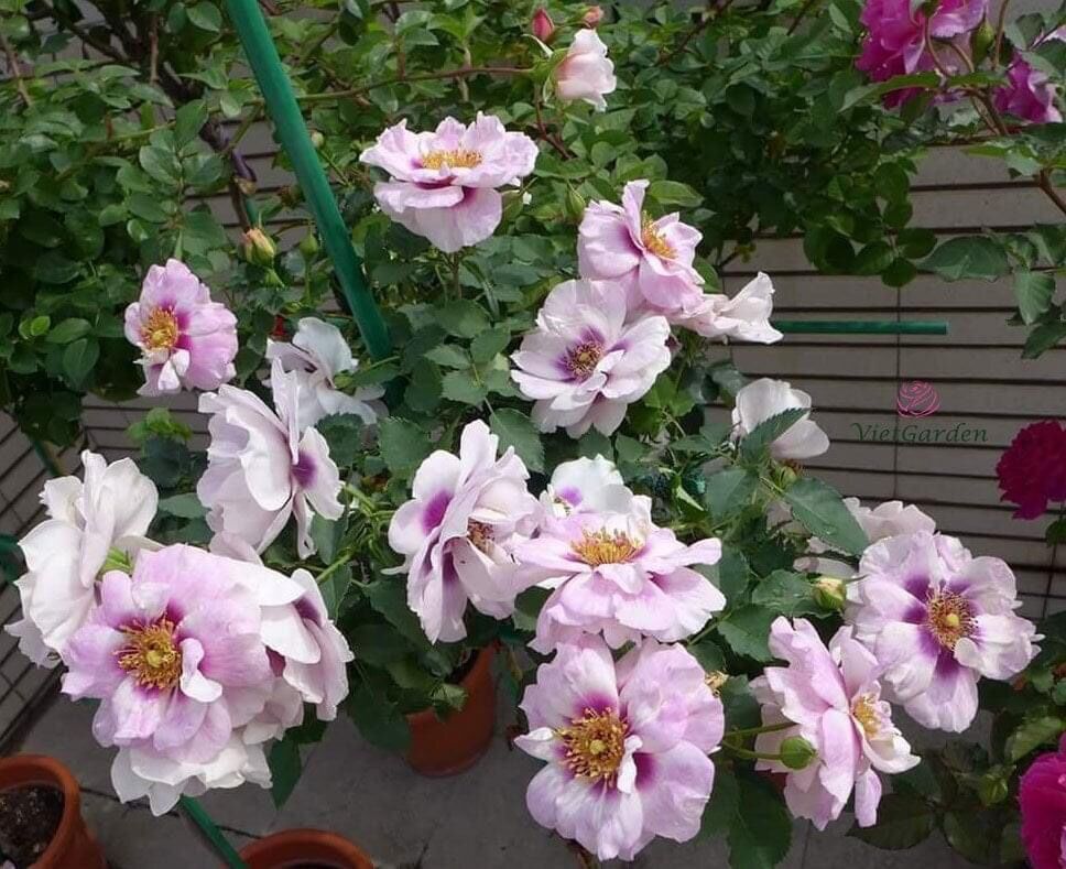 Hoa hồng ngoại Eye for you rose