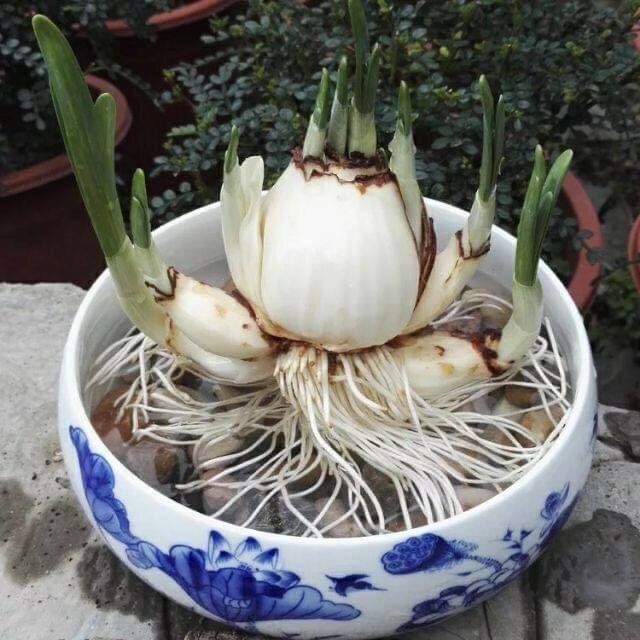 Củ Hoa Thuỷ Tiên Nước