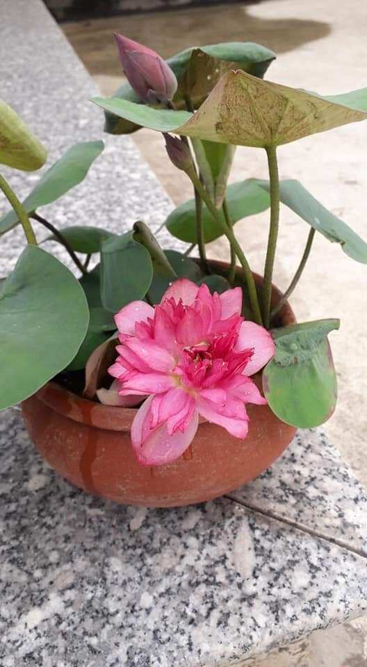 combo 3 củ sen mini