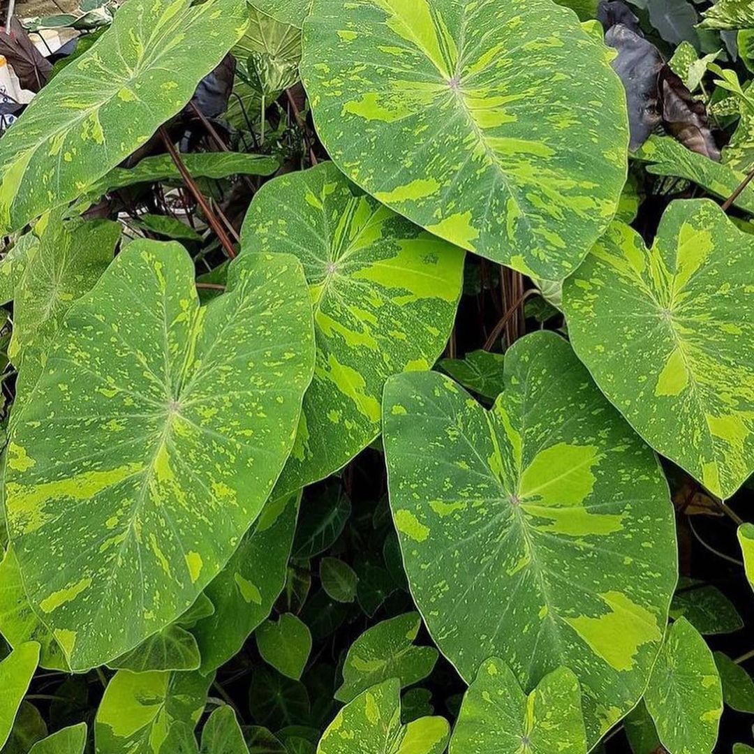 Colocasia Lemon Lime Gecko