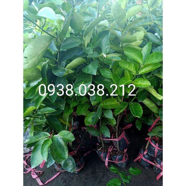 CÂY GIỐNG CHANH KHÔNG HẠT ( CÂY KHOẺ , RỄ NHIỀU)
