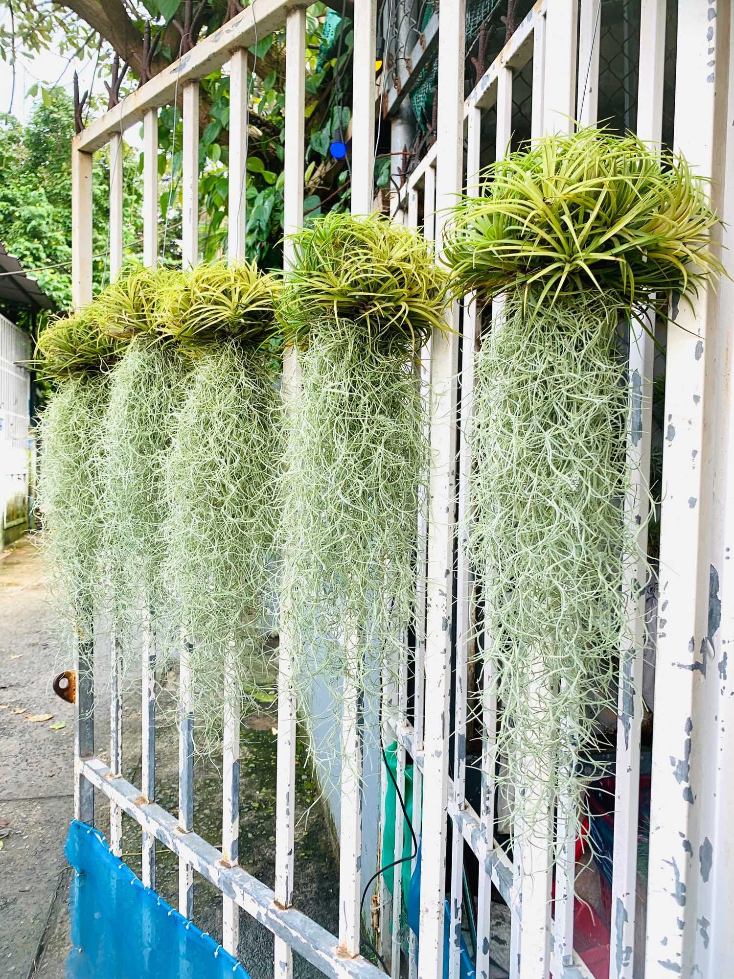 Set cây không khí thạch thảo vàng - tóc tiên (big size)