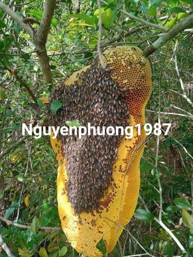 mật ong rừng 450ml (1 chai loại trà xanh như hình)