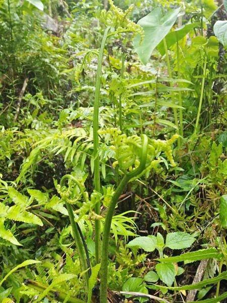 Cây rau rớn