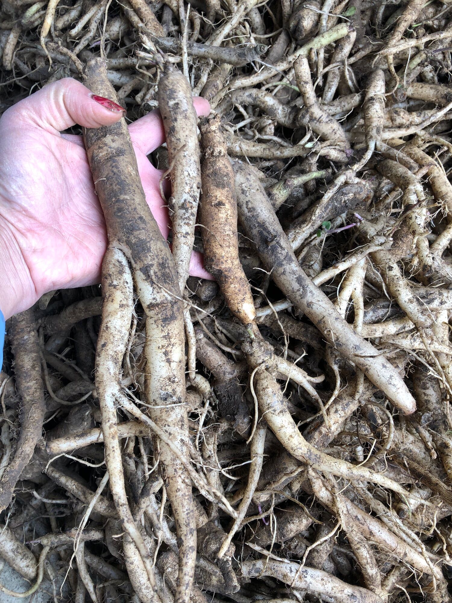 Đẳng sâm tươi (250k/2kg hàng chọn18 củ/kg)