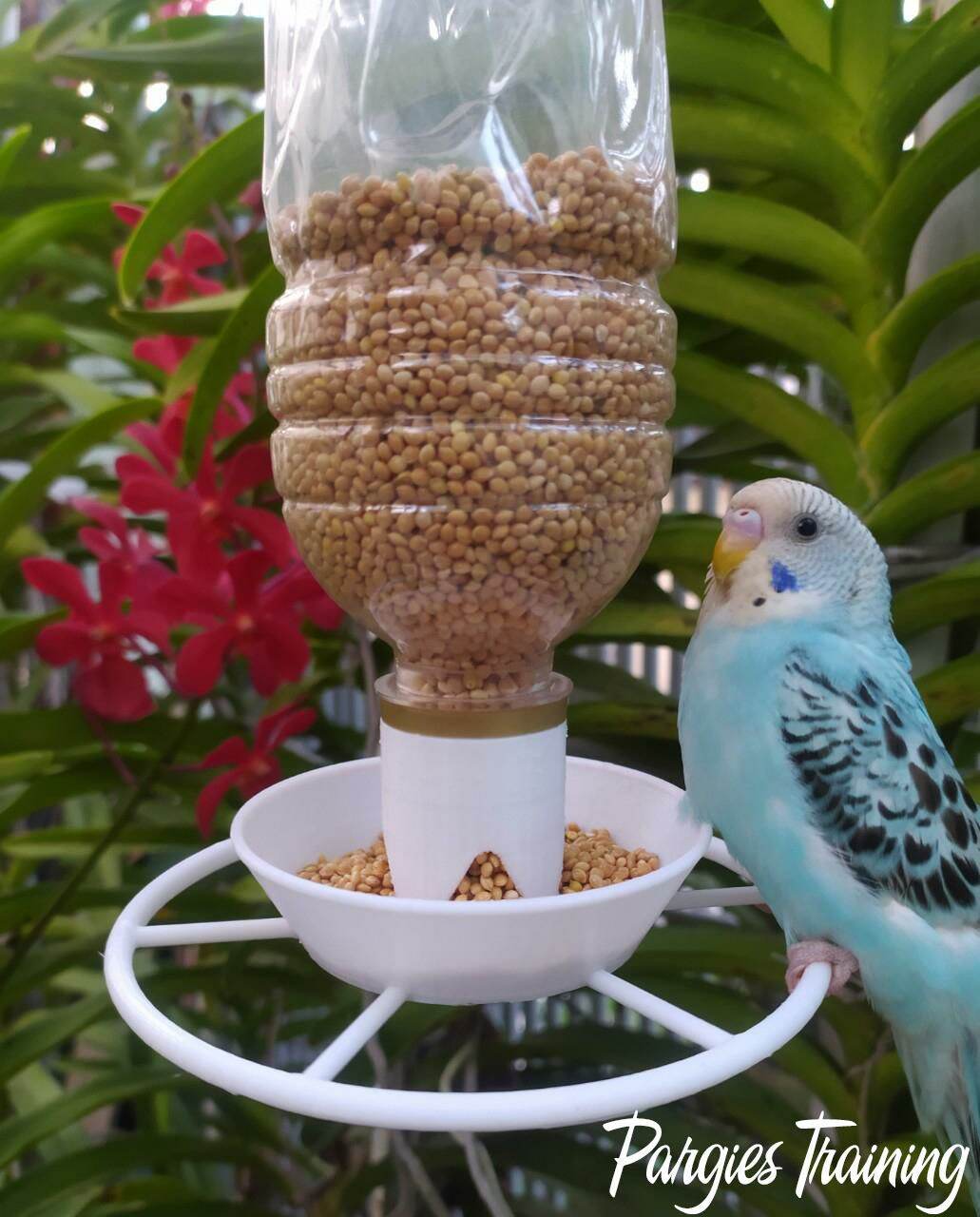 Máng ăn tự động cho chim