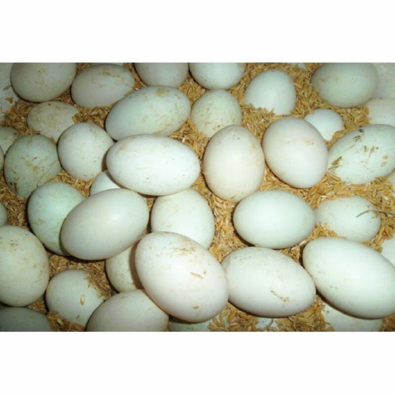 10 Trứng Vịt Lộn con vừa ăn tặng rau răm