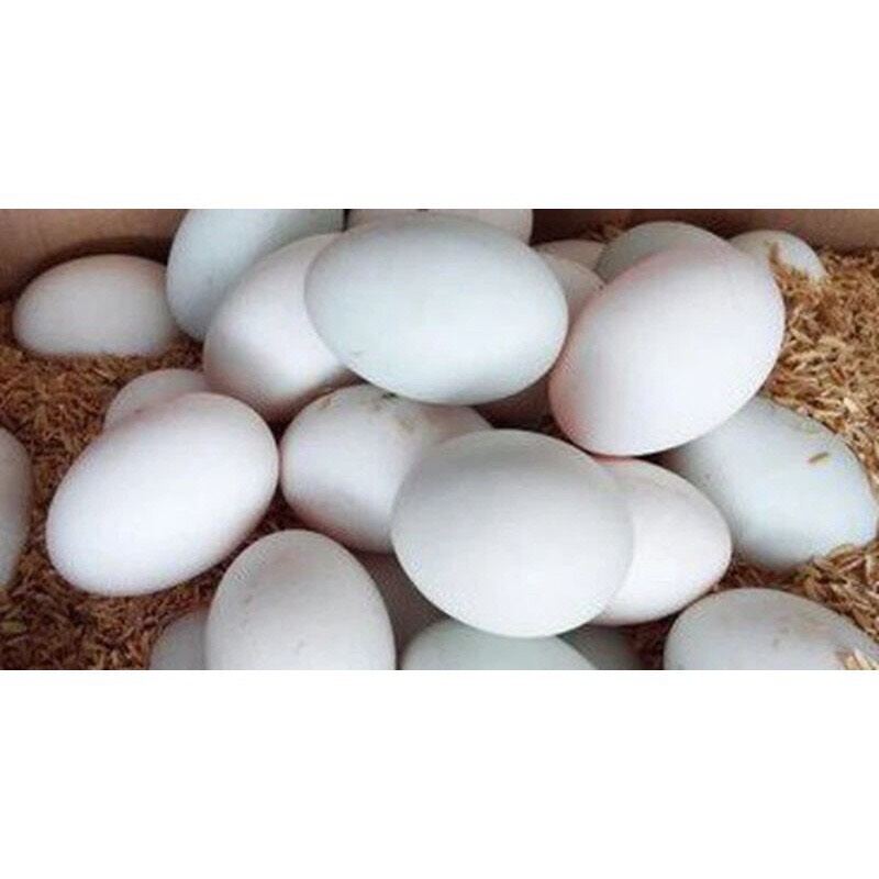 10 trứng vịt lạc trứng to vịt vườn