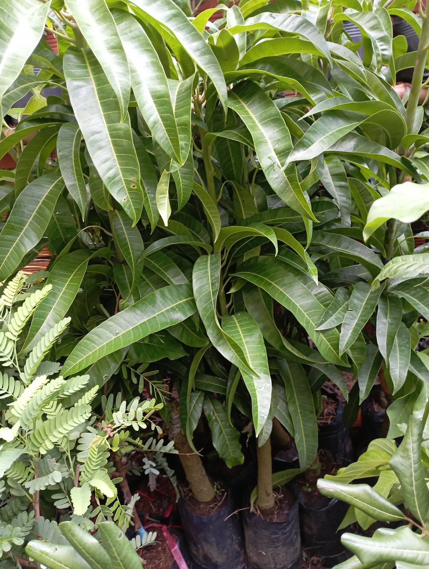 cây giống Xoài Úc