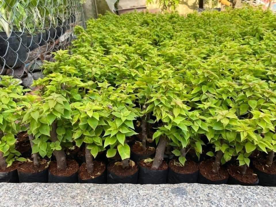 Combo 10 cây giấy mỹ giống