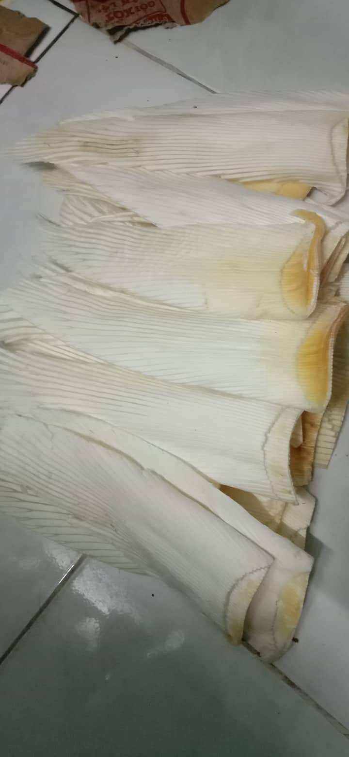 sụn vi cá mập khô dài 1 cái