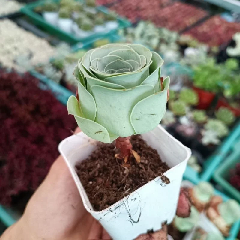 Sale + sen đá hoa hồng xanh