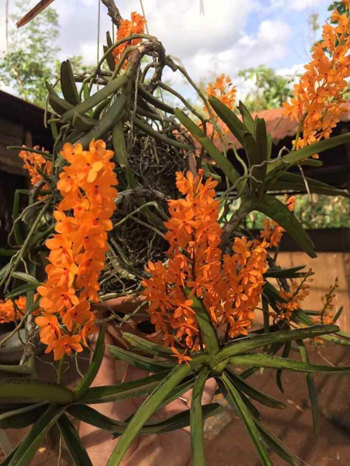 Hoa lan hoả hoàng cam 10c/99k