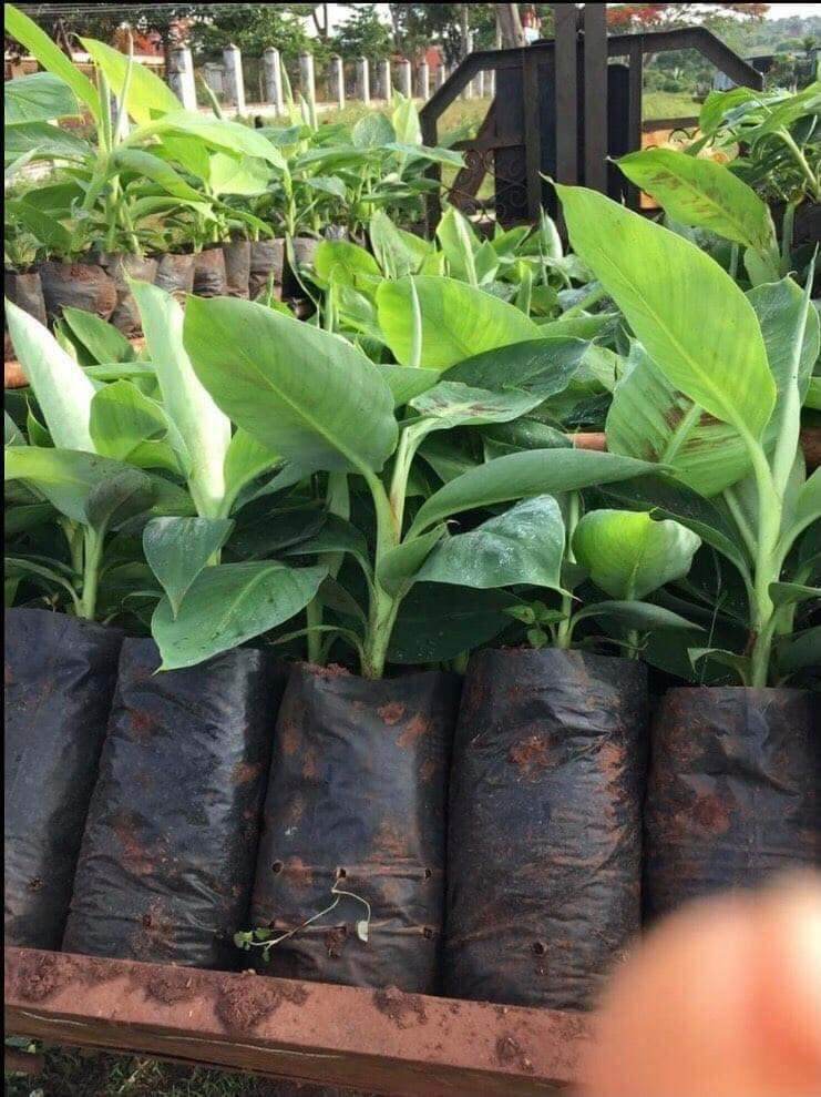 Cây giống chuối sáp NGHỆ (siêu SỚM)