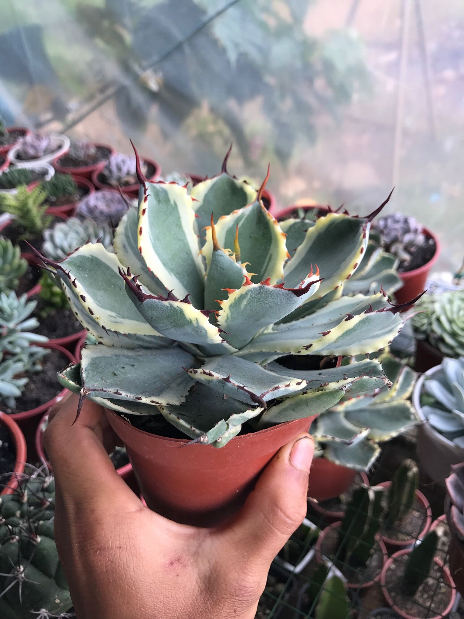 Sen Agave var  20cm+