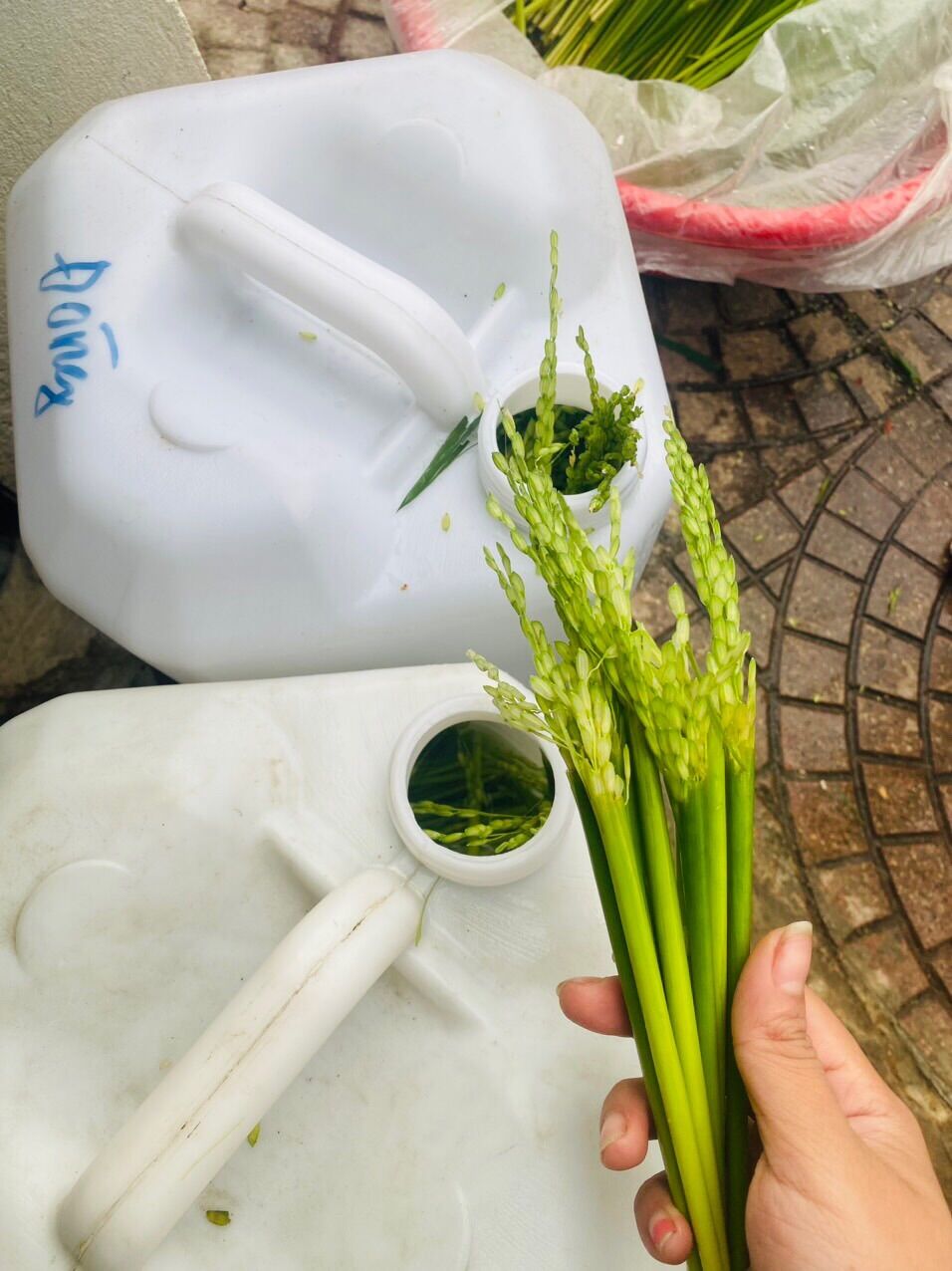 Đòng đòng lúa nếp Tây Bắc (1kg)