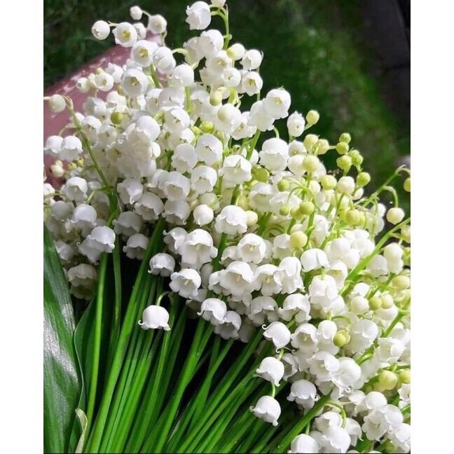 CHUẨN HOA 🌹 TẾT 🌸Hạt giống hoa #Linh #Lan ( hoa Lan Chuông )(1 gói 100 hạt)