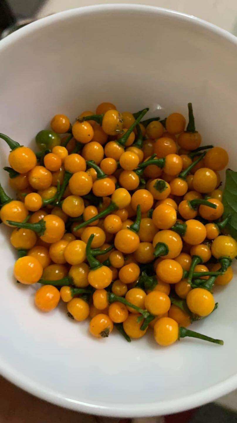 Ớt peru cây giống