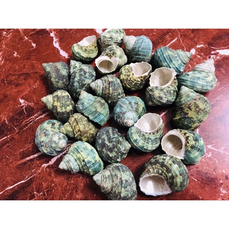 VỎ ỐC CỪ XANH (VỎ MƯỢN HỒN) 10 CON
