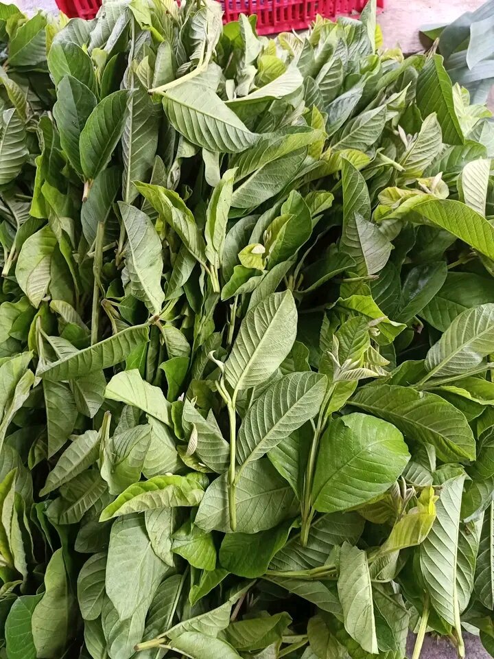 Bột Ổi  nguyên chất (30 túi lọc)  dùng thử