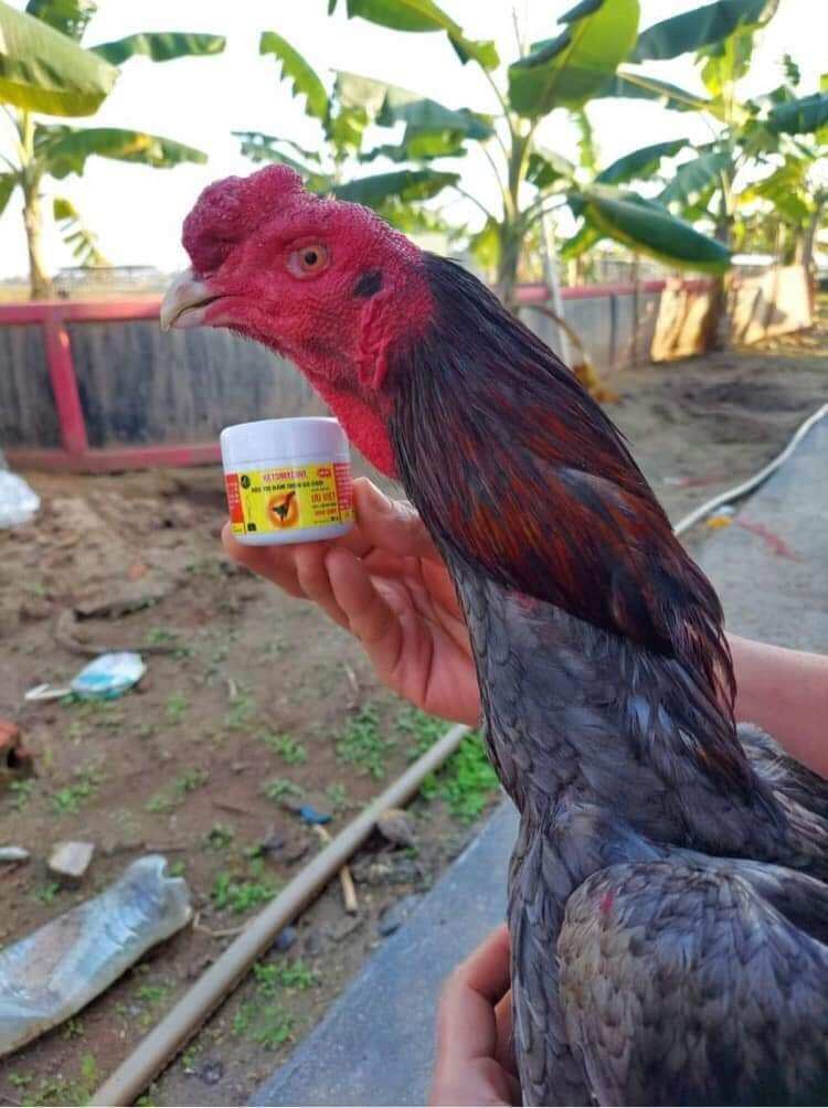 Bôi Mốc lác Ưu Việt Cho Gà Đá, gà chọi