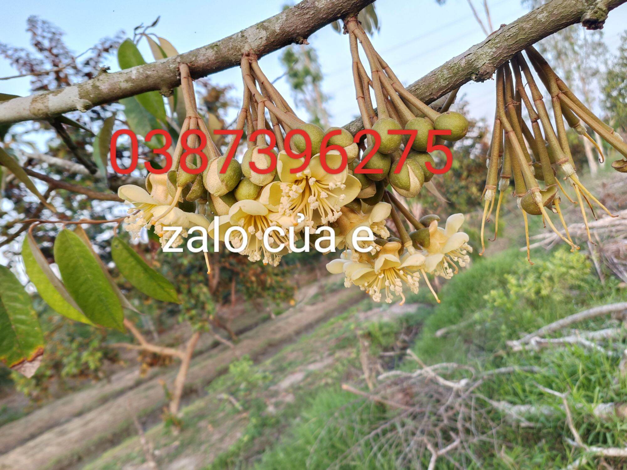 MASTER BUD - KÉO ĐỌT - MẬP ĐỌT - NỞ LÁ - NỞ THÂN - TO CÀNH