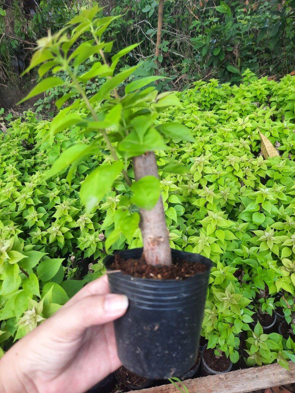 [XẢ KHO 3 NGÀY] BOng Garden_Combo 5 Cây Giống Hoa Giấy Mỹ_tặng thêm 1 cây_Dễ trồng_ Nhanh Hoa_tạo củ, cây phát triển nhanh, rễ cực mạnh