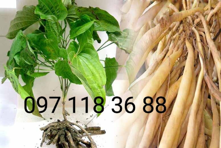 Cây bách bộ giống ,câg củ 30 giống