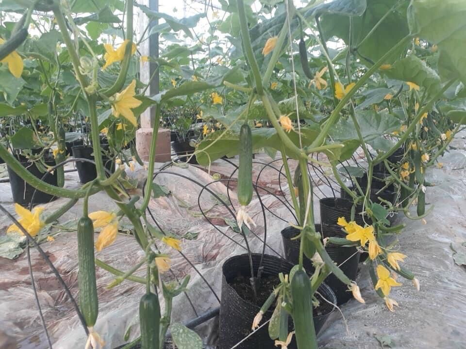 1kg bầu ươm cây 18.14(160 cái/kg)