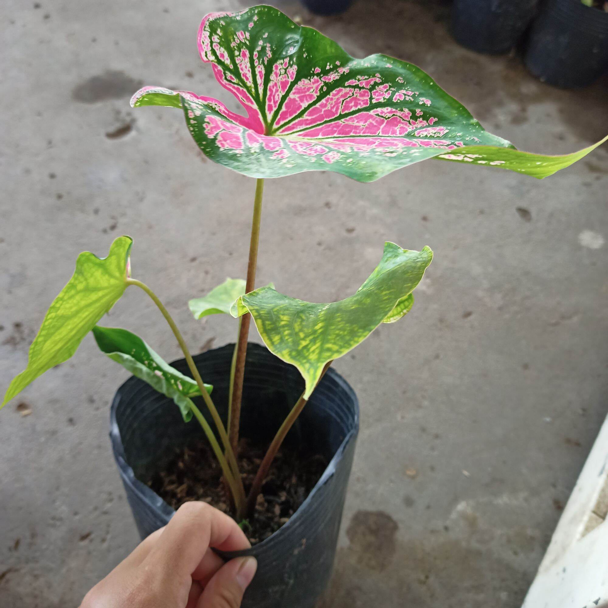 Củ môn thiên nga - thai beauty caladium
