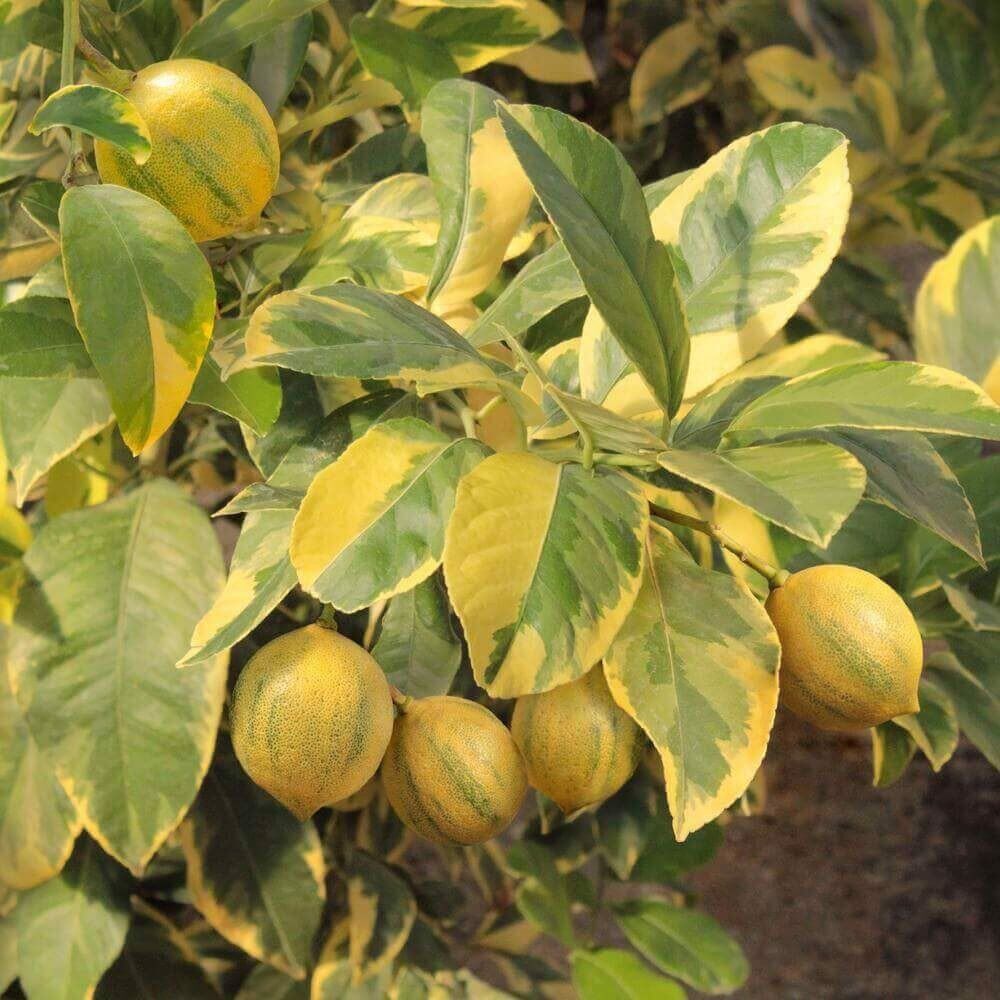 Cây chanh cẩm thạch Thái Lan - giống mới, rất thơm