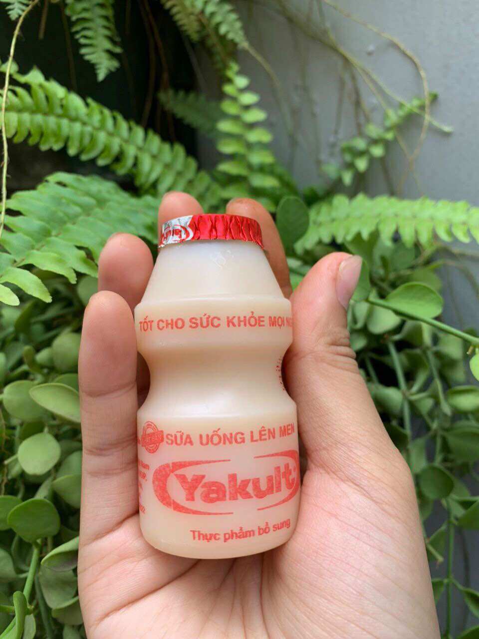 Sữa yakult 5 vĩ 120k 25 chai
