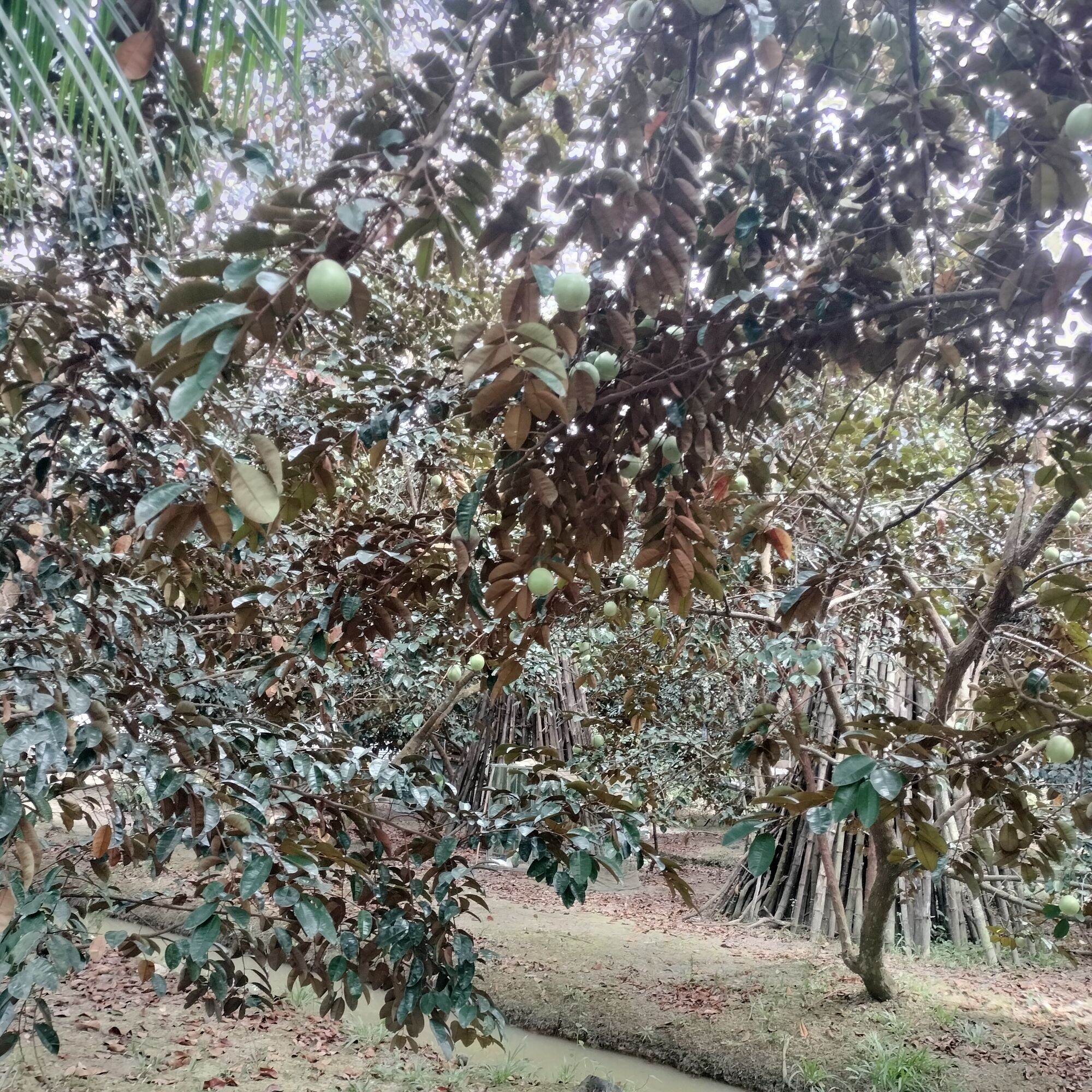 Lá vú sữa sấy khô 1kg