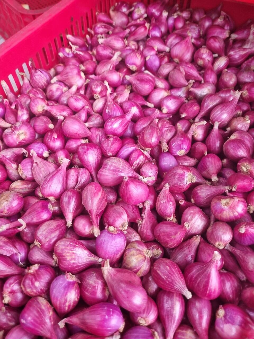 Hành tím Lý Sơn