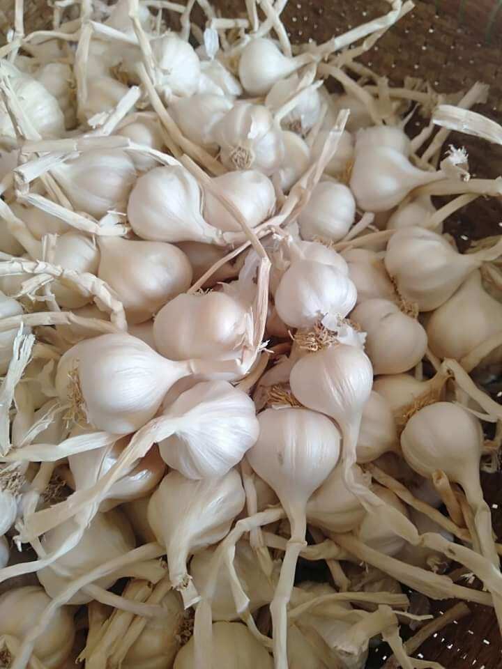 1Kg - Tỏi Lý Sơn đặc biệt tép nhỏ thơm, cay nhẹ, tỏi khô để được lâu.