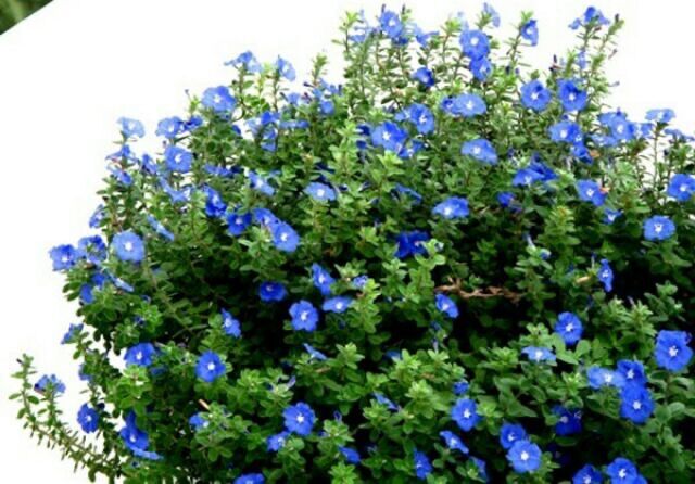Chậu hoa thanh Tú treo