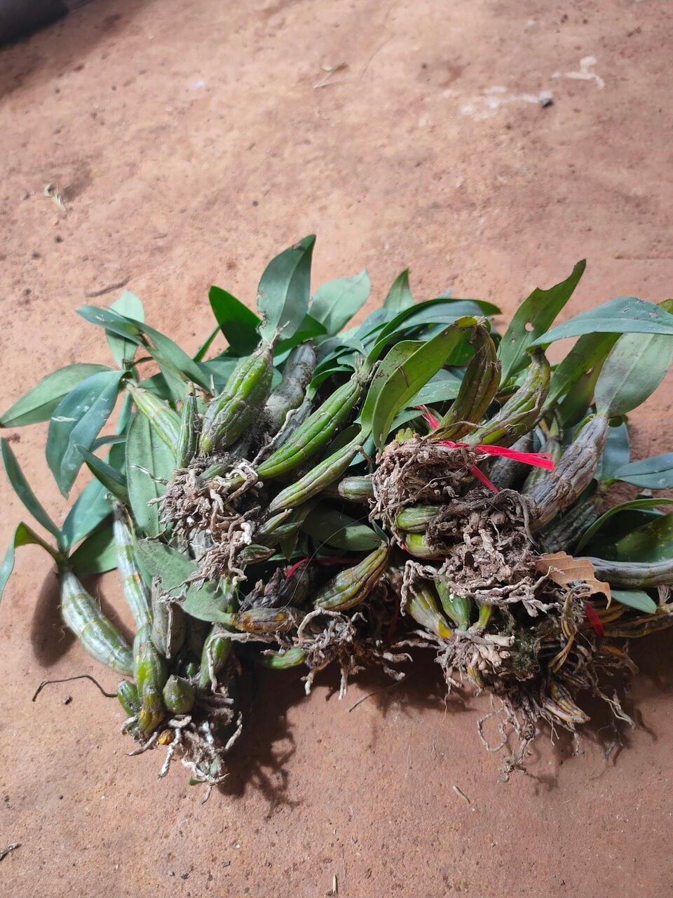 Hoa Lan kim điệp nhựa(1 bó)